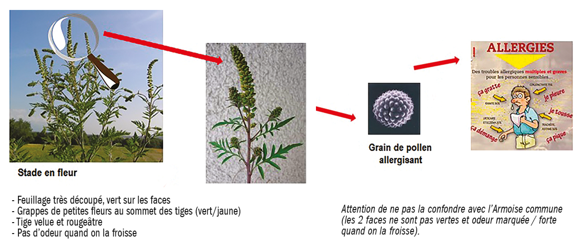 Les caractéristiques physiques de l'ambroisie à feuilles d'armoise