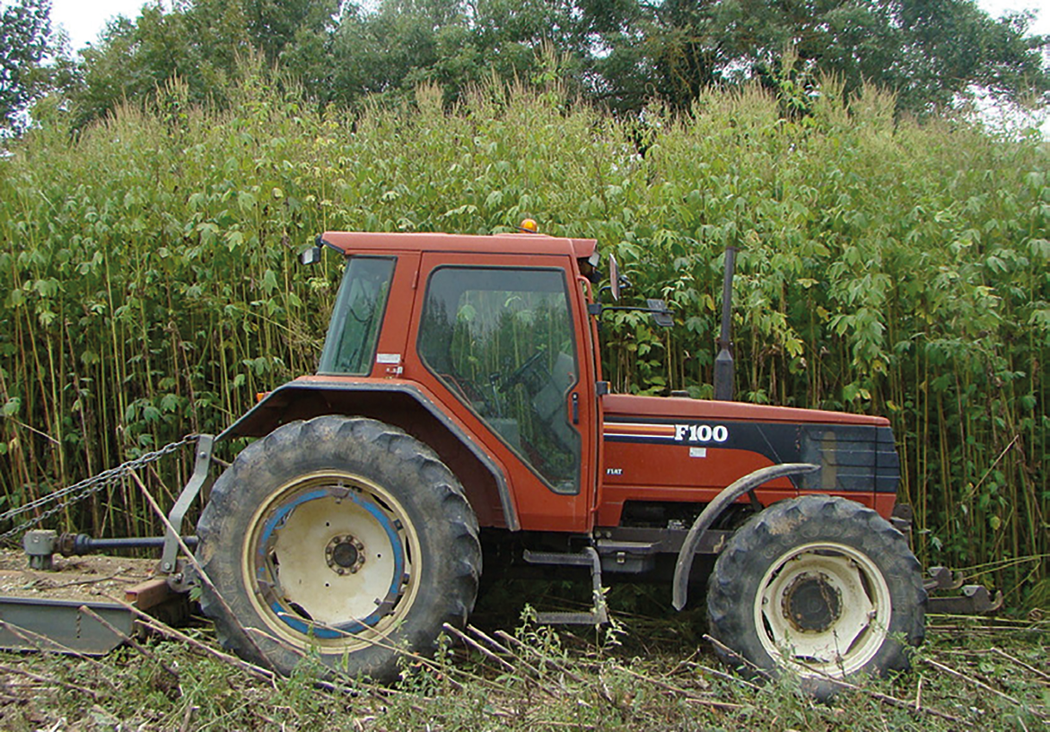 Tracteur devant un foyer d'Ambroisie trifide en France - Alain Rodriguez (ACTA)