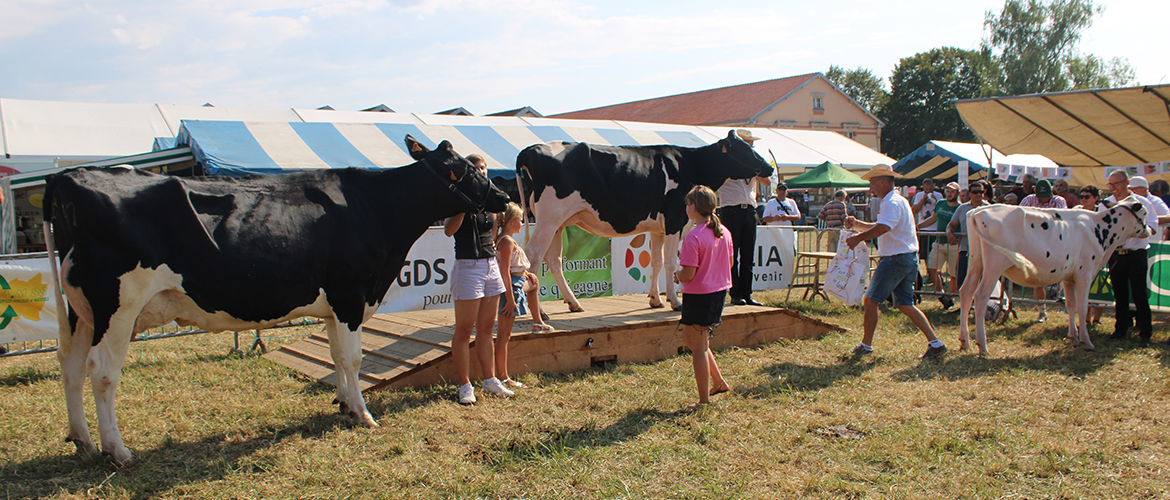 Les championnes des vaches de la petite région ont su se démarquer parmi une trentaine de participantes. ©Photo Comice Agricole de Rambervillers