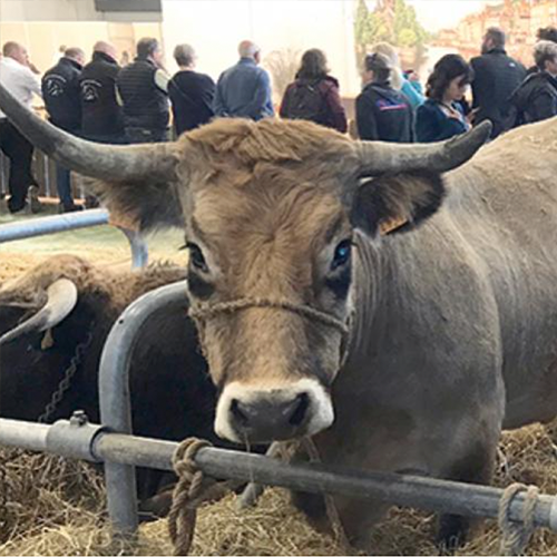 La race Aubrac était à l’honneur pour la 13e édition d’Agrimax. Cette race rustique destinée à la production de viande allie qualités maternelles et facilité d’élevage d’un côté et aptitudes bouchères de l’autre. © Photo Pierre Divoux