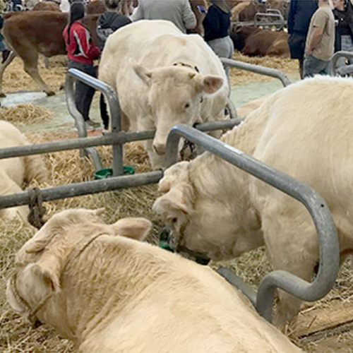 Le concours Charolais a débuté le jeudi 24 octobre dans le hall B du salon Agrimax. Pour chaque édition, la race Charolaise est pourvoyeuse des plus gros effectifs d’animaux en concours. © Photo Pierre Divoux