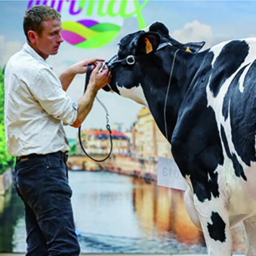 La grande championne Agrimax 2024, Wilt Entity (Chief Stan), du Gaec Wilt, Dachstein (67). ©Photo DR