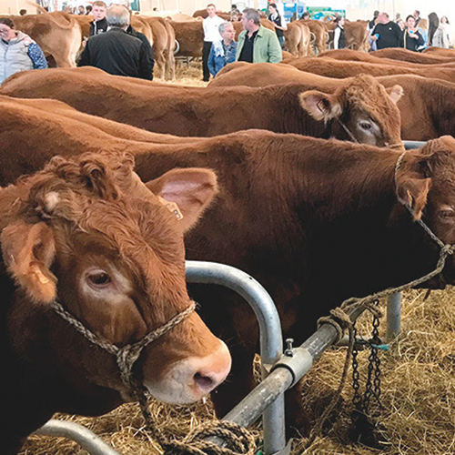 Dans le hall des races allaitantes, les Limousines faisaient face aux invités de l'édition 2024 : la race Aubrac. © Photo DR