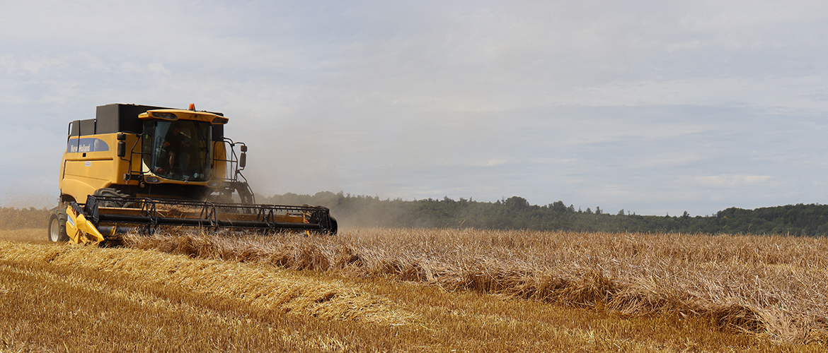 La moisson 2024 risque d’être décevante, les conditions climatiques extrêmes ayant pénalisé l’ensemble des cultures. © Photo Marion Falibois