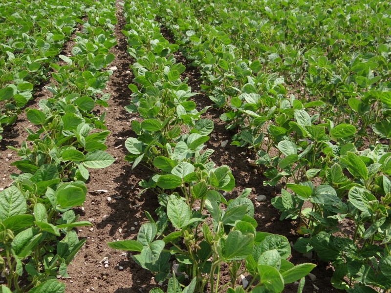 Un soja "propre" une fois démarré pourra atteindre des rendements élevés, pour peu que la pluviométrie soit suffisante. Crédit photo : Terres inovia