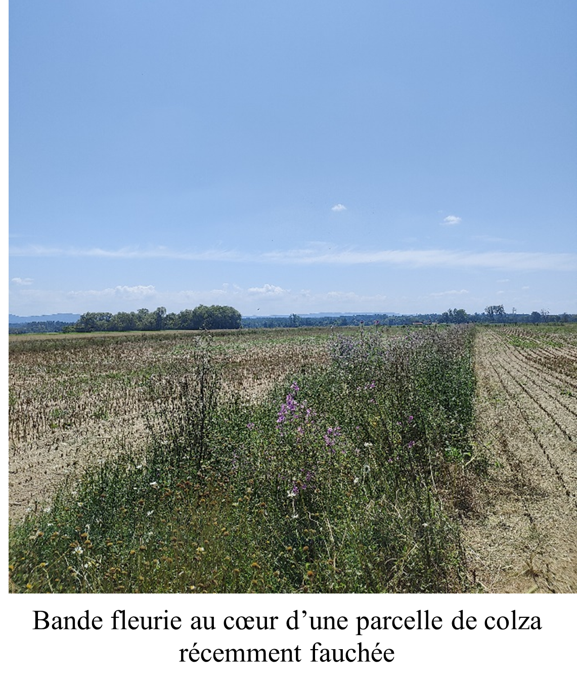 Bande fleurie dans une parcelle de colza récemment récoltée