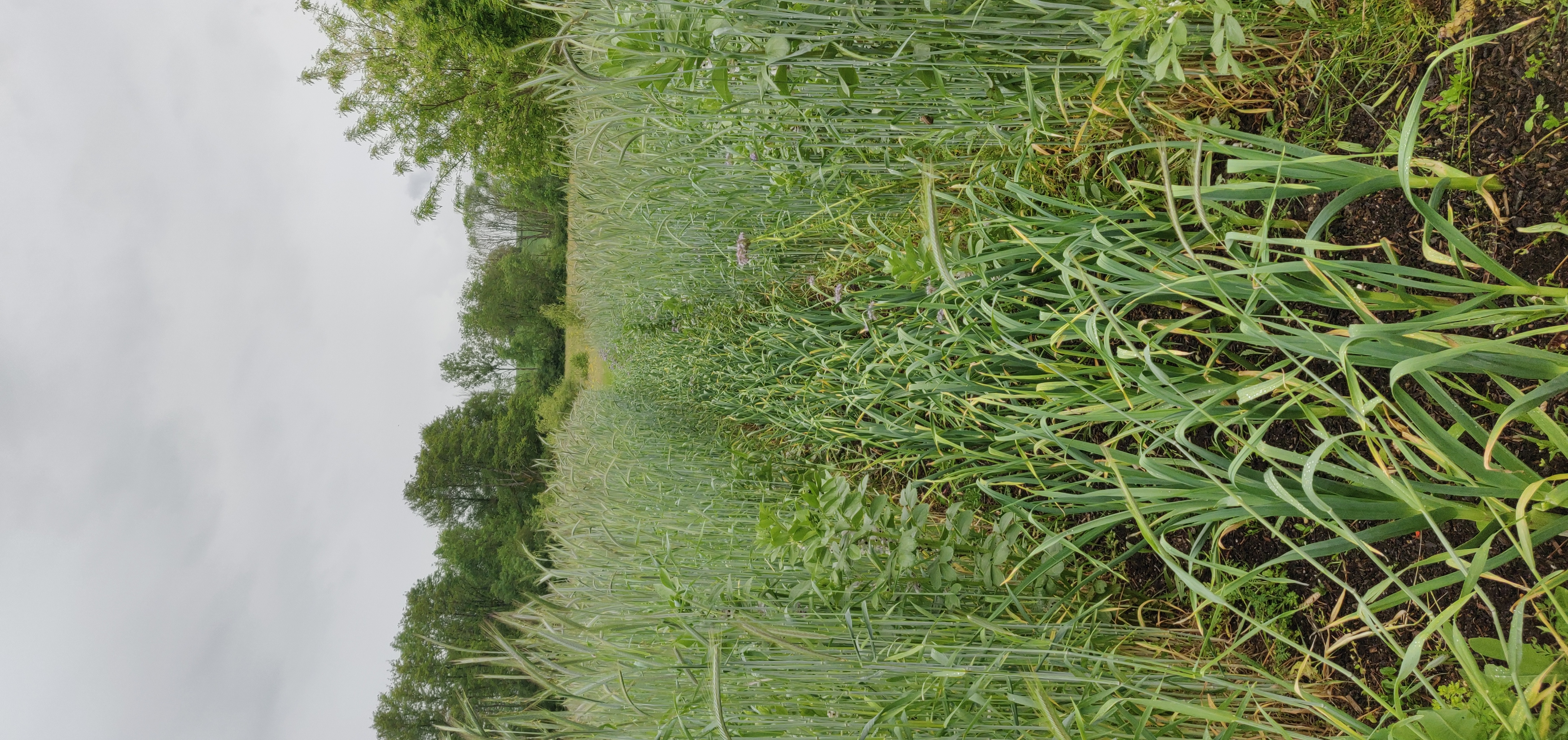 Le semis d'engrais verts (ici de part et d'autre d'une plantation d'aliacées) est un levier de résilience face au changement climatique.