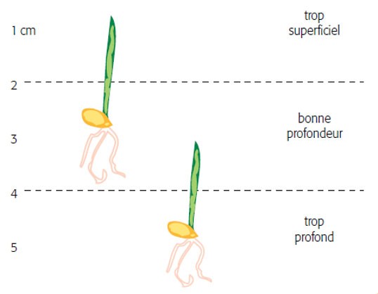 Fig 1 : positionnement de la graine