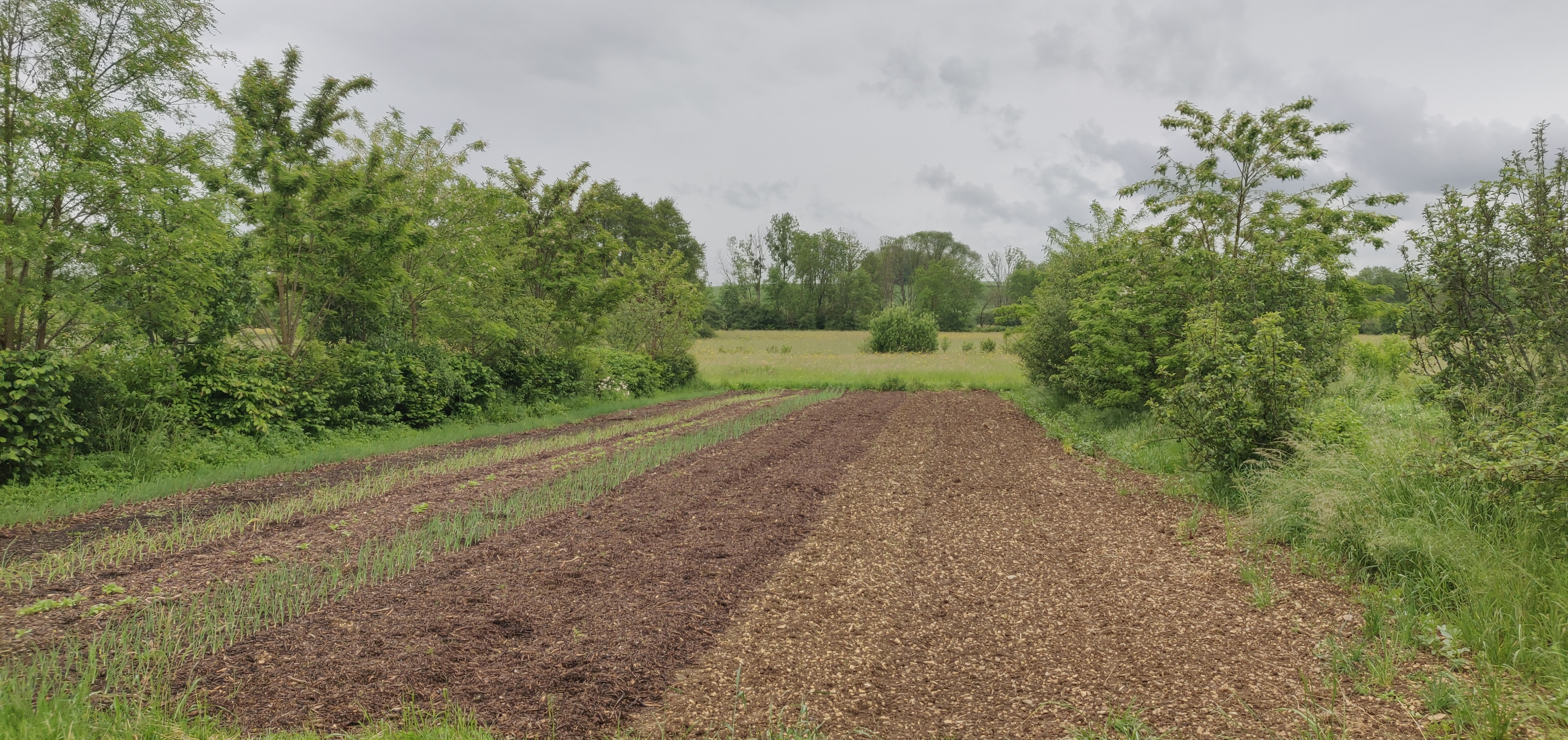 Les haies constituent des infrastructures agroécologiques aux bénéfices multiples : atténuation de l'amplitude thermique et de l'évaporation, faune auxiliaire...