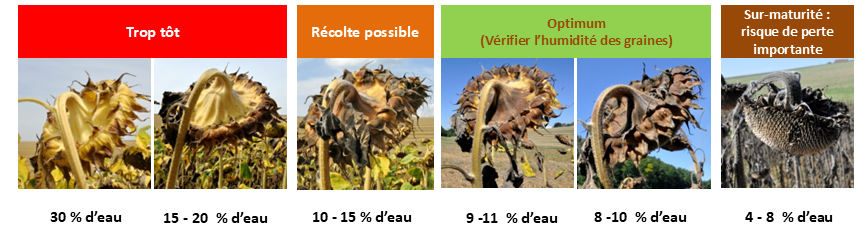 Repères visuels pour déterminer la maturité des capitules de tournesol en vue de leur récolte.