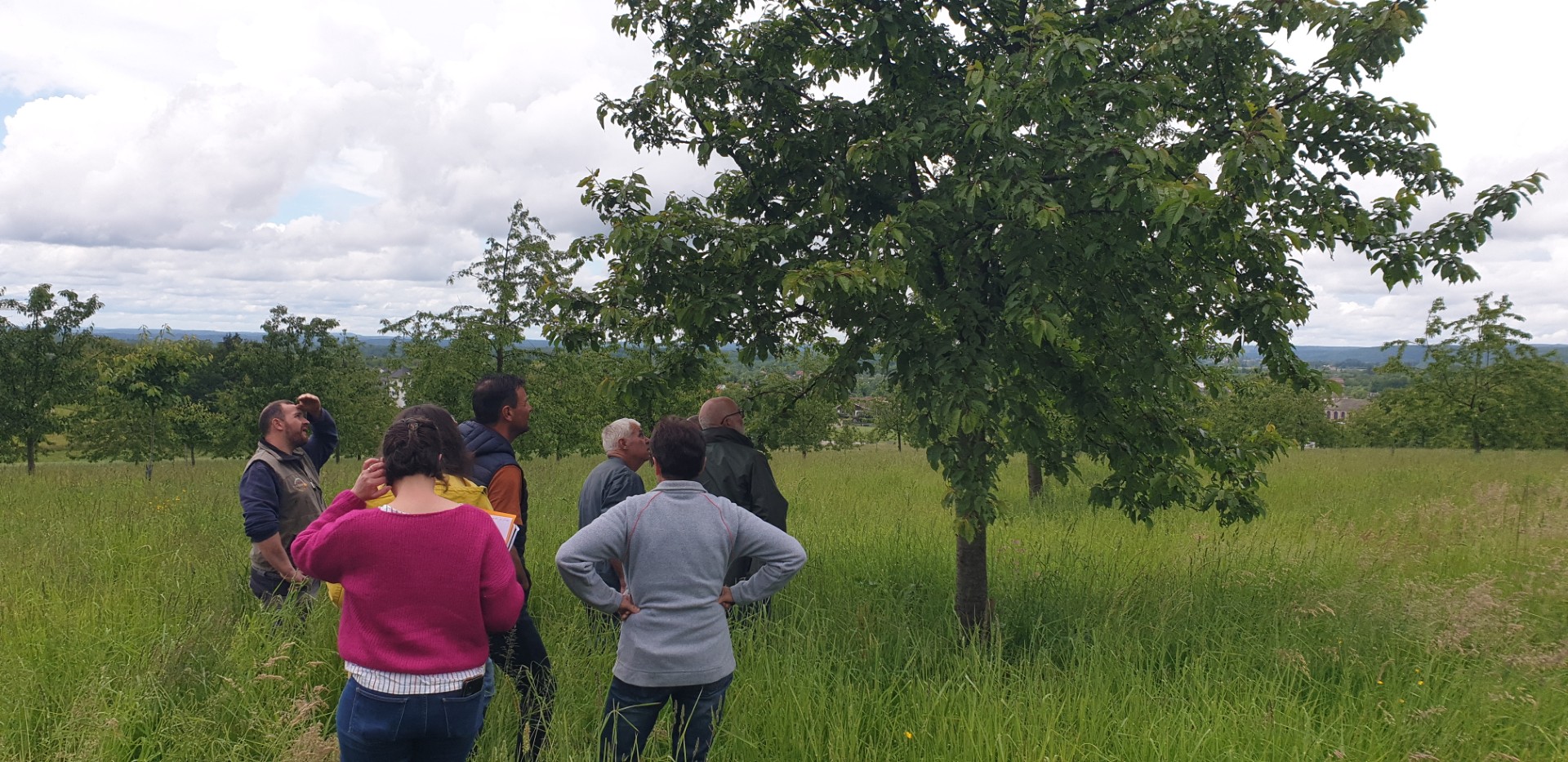 Une équipe de la DDT s'est rendue dans le verger fougerollais pour évaluer les dégâts du gel tardif sur la production de cerises à kirsch.