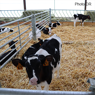 L’élevage et les conditions d’hébergement des veaux sont parmi les préoccupations principales de l’éleveur car ils sont particulièrement fragiles Photo : Marion Falibois