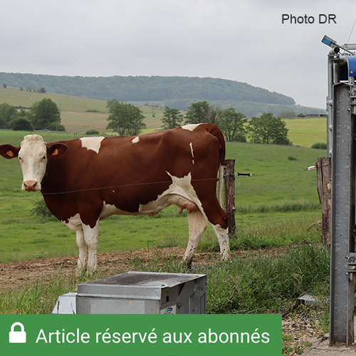 La porte intelligente DeLaval, ajoutée l’année passée, a permis aux éleveurs de fluidifier la circulation à l’intérieur du bâtiment tout en contrôlant l’accès à la pâture. Photo Marion Falibois