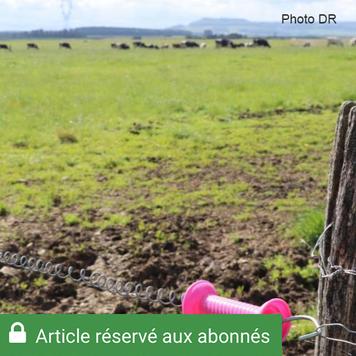 Pour les enclos de vaches laitières, la clôture doit mesurer entre 0,85 m et 1,05 m de hauteur et comporter 1 à 2 fils. Pour les bovins allaitants, il faut prévoir 2 à 3 fils. Photo : H.Flamant