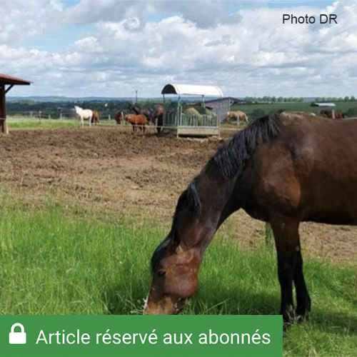 Tout comme les bovins, les chevaux subissent le changement climatique. Le projet Équ'innoccse 2 vise à trouver des solutions pour assurer l’approvisionnement en herbe et fourrages. Photo DR