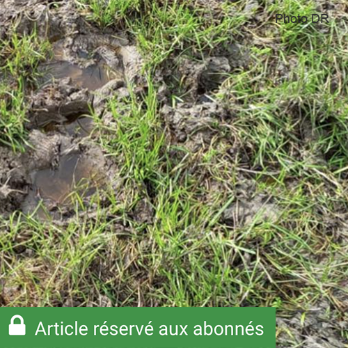 Sur des parcelles gorgées d’eau et peu portantes, le pâturage a pu entrainer des phénomènes de piétinement important. Photo : Amélie Boulanger